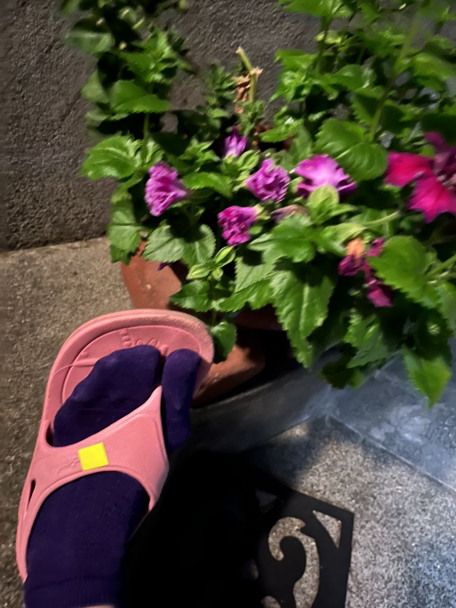 走行画像
